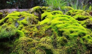 苔藓怎么种植（苔藓如何种植）