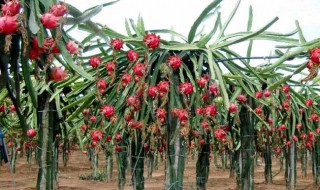 火龙果种植方法 火龙果种植方法和后期养护