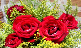 玫瑰花的种植方法 玫瑰花的种植方法及养护
