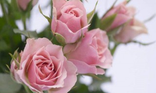 玫瑰花的种植 玫瑰花的种植方法及养护