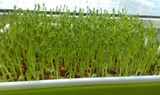芽苗菜如何种植 芽苗菜的种植关键要注意几个方面