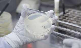 如何培养硝化细菌 如何培养硝化细菌的几种方法