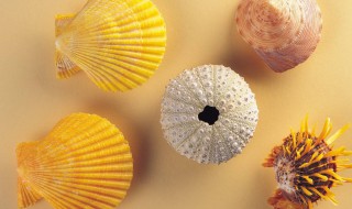 贝壳的种类图片和名字 贝壳的种类