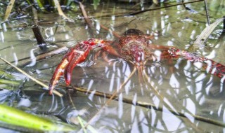 龙虾的养殖方法 龙虾的养殖方法视频