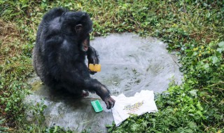 黑猩猩给饲养员洗衣服怎么回事啊 黑猩猩给饲养员洗衣服怎么回事
