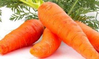 carrot的复数形式什么 carry的复数形式怎么写