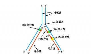 dna复制方向和子链延伸方向 dna复制方向