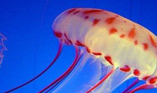 海洋中最多的生物是 海洋中最多的生物是浮游生物对还是错