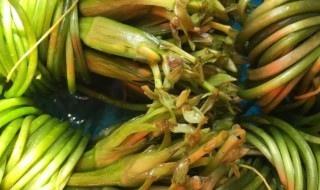 海菜花怎么做菜吃 海菜花的做法步骤