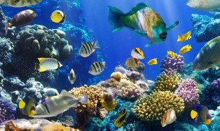 养珊瑚礁鱼的方法与技巧 如何养珊瑚礁