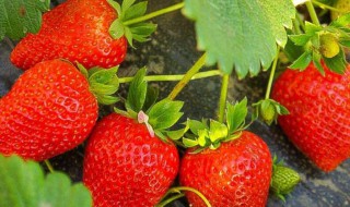 草莓是凉性的还是热性的 草莓是凉性的还是热性的食物