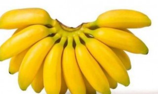 小米蕉的禁忌人群 小米蕉能多吃吗