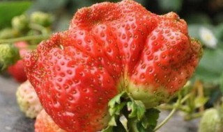 草莓吃多了会拉肚子嘛 草莓吃多了会拉肚子吗?