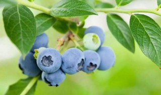 蓝莓对什么身体有什么好处 蓝莓对什么身体有什么好处呢