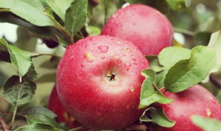 苹果和梨子可以一起煮水喝吗 怎样煮梨水治咳嗽最好
