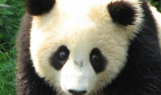 国宝大熊猫的生活环境 国宝大熊猫的生活环境100字