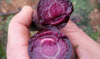 紫萝卜怎么吃才能保留花青素 紫萝卜怎么吃