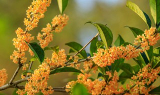 桂花叶子有黄点怎么办（桂花叶子上有黄点怎么办）