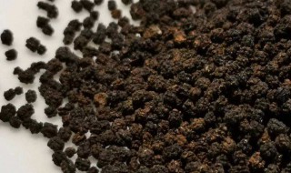普洱茶虫屎茶的功效与作用 虫屎茶的功效与作用