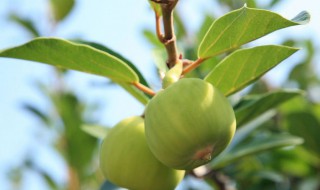 木莲果的功效与作用及治疗 木莲果的功效与作用