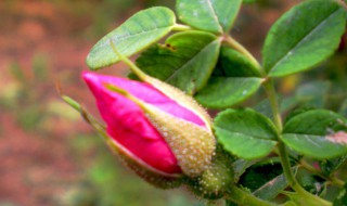 苦水玫瑰的功效与作用 甘肃苦水玫瑰的功效与作用