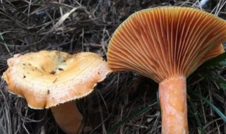 松树蘑菇的功效与作用 松树蘑菇的功效与作用及食用方法