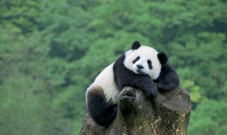 大熊猫的进化历史简介 大熊猫的进化历史