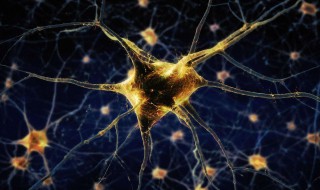 神经元细胞是什么意思 神经元细胞是什么