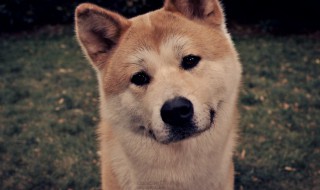 日系秋田犬与美系秋田犬区别有哪些（日系秋田犬和美系区别）