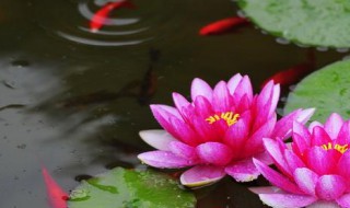 种植睡莲用什么性状的土最好 种植睡莲用什么性状的土最好活