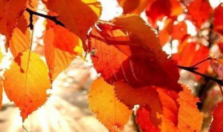 与秋天有关的词语 与秋天有关的词语和句子
