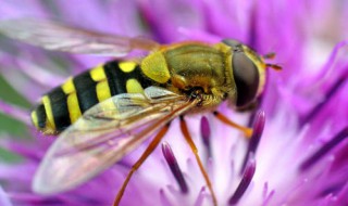 蜜蜂的声音怎么形容词英语 蜜蜂的声音怎么形容