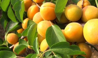 杏子的品种 杏子的品种有哪些?