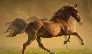 关于马的古诗 关于马的古诗句