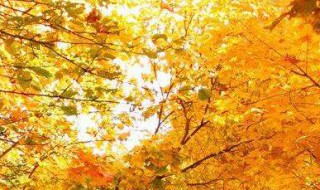 描写秋景的诗句 描写秋天景色的诗句
