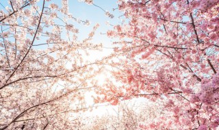 关于樱花的诗句有哪些 赞美樱花的古诗