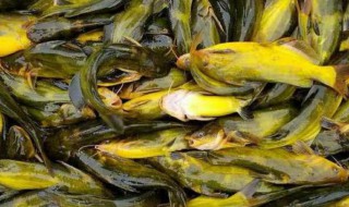 黄颡鱼的功效与作用禁忌 黄颡鱼的功效和作用