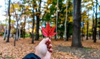 关于秋天成熟的好句 关于秋天成熟的好句子摘抄