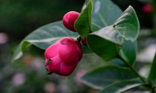 抱茎茶花养殖方法（抱茎茶花养殖方法图解）