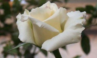 白玫瑰寓意 梵高白玫瑰寓意