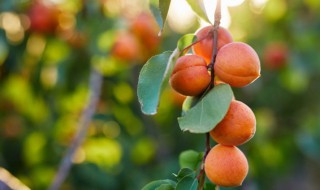 新鲜的杏怎么做好吃 新鲜的杏怎么做好吃又简单