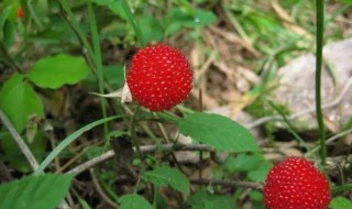 野草莓的功效与作用 蛇莓的功效与作用