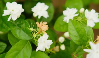 茉莉花可以在家养殖吗（茉莉花可以在家养殖吗冬天）