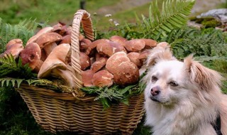 狗狗是不是不能吃香菇 狗不能吃香菇吗?