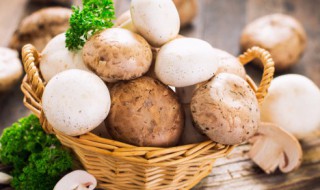 蘑菇和什么一起吃会中毒 蘑菇不能跟六种食物一起吃