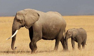 大象的寓意祝福语 大象的寓意