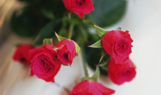红玫瑰的寓意 一支红玫瑰的寓意
