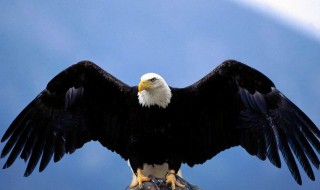 世界上最大的老鹰 世界上最大的老鹰视频