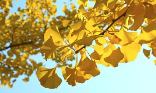 银杏树叶的寓意 银杏树叶的寓意及象征