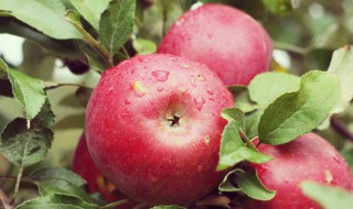 吃苹果的好处与功效 吃苹果对胃病有好处吗